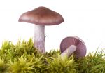 Miniatura zdjęcia: Fotka 4